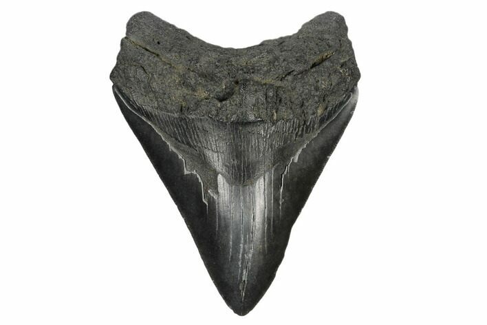 Fossil Megalodon Tooth - South Carolina #172249